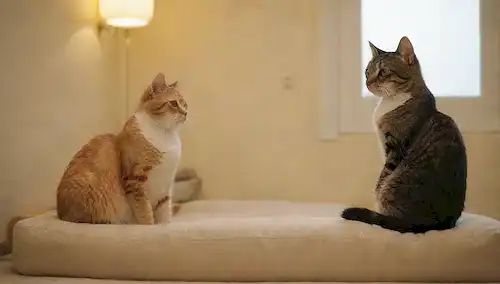 2 gatos sentados de espalda a espalda, áreas separadas para comida y agua, postes de arañazo, cojines acogedores, iluminación suave, colores suaves, sin bordes agudos o patrones ruidosos