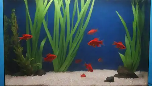 plantas acuáticas, grava colorida, rocas decorativas, accesorios de tanques de pescado como un calentador y termómetro, una decoración roja, una hamaca para peces betta, juguetes pequeños, y un ambiente calmante con ondas de agua o reflejos, todo en contra de un fondo azul o verde calmante