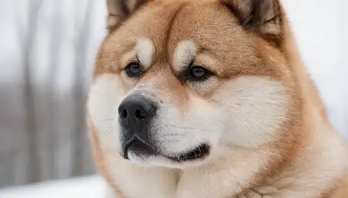 Un disparo de cerca de una cara Akita Inus