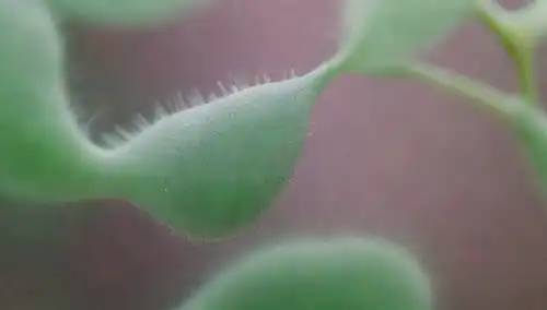 algas microscópicas, estructuras transparentes de vidrio, paredes de células ondas, filamentos delicados, colores iridiscentes, enfoque suave, ambiente acuático, superficie de agua tranquila, pequeñas criaturas nadando alrededor, luz suave, sombra sutil
