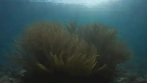 Reefes de coral cubiertos por algas, natación de peces en medio de bosques de algas, escuelas de peces pequeños cerca de floraciones de algas, corrientes oceánicas que transportan diatomías a ecosistemas costeros, paisaje submarino con profundidades e iluminación variables, vida marina prosperando en un ecosistema equilibrado
