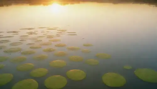 Algas microscópicas flotando en un serena fondo del lago