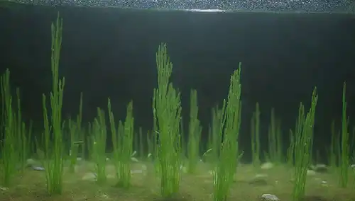 Plantas acuáticas, diatomeas, acuarios, agua verde, natación de peces, aumento de burbujas, paredes de vidrio, fondo colorido, contenedor transparente, crecimiento de algas, vida acuática, paisaje natural