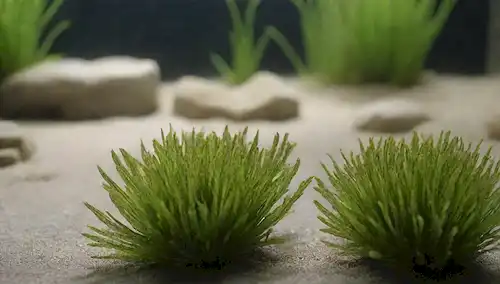 Plantas acuáticas con algas blancas cubriendo sus hojas