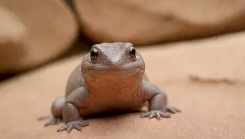 Una foto de un lindo, gordito, y adorable lagarto de topo (El Ajolote), posiblemente con grandes ojos redondos, sentado en sus patas traseras, o acurrucado en una bola, o tal vez mirando hacia fuera desde detrás de una roca, todo en contra de un fondo cálido, con tonos terrenales