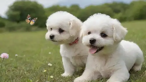 Una feliz y suave Bichon Maltés cachorro juega con una mariposa, rodeada de exuberante hierba verde, unas flores coloridas, y un cielo azul suave con nubes blancas hinchadas; una mujer sonriente se sienta en el suelo junto al cachorro, acariciando suavemente su piel, mientras un curioso gato observa desde una roca cercana