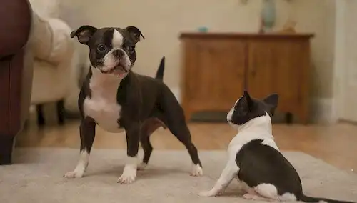3-4 Boston Terriers jugando juntos, uno siendo sostenido por un niño, otro de pie en sus patas traseras, una tercera cola onda, y un cuarto dando una suave lamer a una pequeña mano, todo en un acogedor salón con muebles suaves, suelo de madera, y algunos juguetes dispersos alrededor