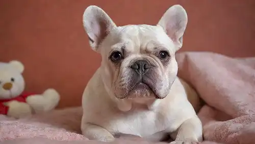 Un bulldog blanco con arrugas y una expresión dulce