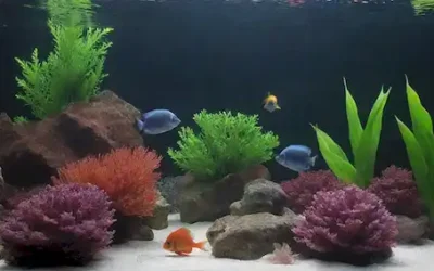 Tanque de acuario 3D