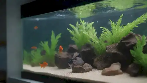 Acuario 3D con agua limpia