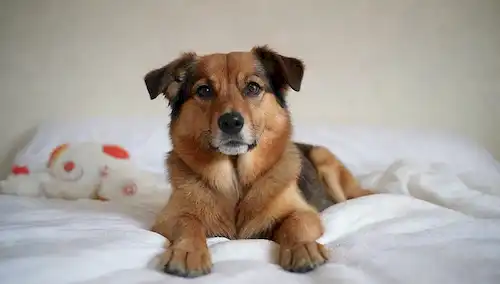 Un perro acogedor acostado en una cama con una manta suave, rodeado de juguetes de peluche y un animal relleno, frente a una pared blanca o de color claro con luz natural, destacando la textura de la piel y la comodidad de la escena, con un efecto sutil sombra para crear profundidad