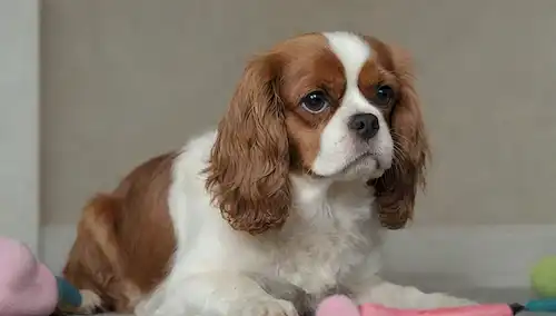 Un Cavalier de pelo rizado, el rey Charles Spaniel sentado en una superficie de felpa, rodeado de herramientas de escoba como cepillos y tijeras, con sus orejas colgando ligeramente al lado, su nariz girando mientras se inspecciona a sí mismo, y un enfoque sutil en su textura de pieles