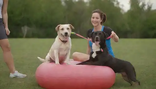 4 perros felices, un cachorro juguetono, un gato en una bola de equilibrio, un instructor de fitness con un silbido, un propietario sonriente con una correa de perros, un parque o patio trasero, colores brillantes, expresiones lindas y acción dinámica