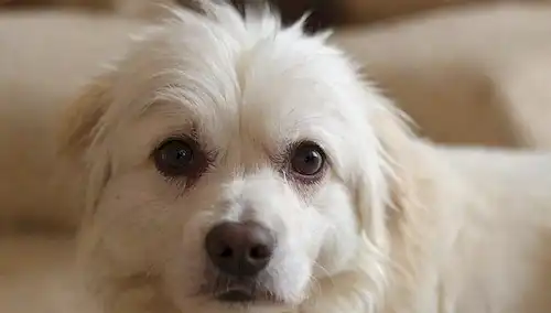 Un perro blanco peludo con un problema de cuero cabelludo, disparo de cerca de la zona afectada, piel ahumada, copos similares a caspa, enrojecimiento e irritación, araña de perros o lamer el área afectada, fondo borroso o fuera de foco para llamar la atención sobre el tema principal