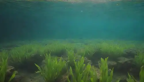 Una escena submarina calmante con un grupo de tranquilos peces Colisa Lalia nadando en medio de plantas de agua verde exuberante, con suaves ondas en el agua y sutil luz solar filtrando a través de