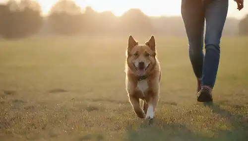 Un perro feliz corriendo en un campo abierto, un dueño tranquilo de pie cerca con una mano suave, un fondo borroso de la naturaleza, un sol que brilla, un sentido de libertad y alegría, una conexión entre humano y animal, confianza y comprensión