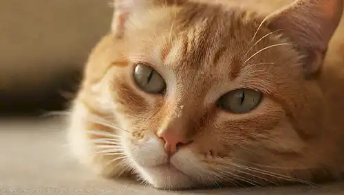 Una inyección de tono caliente, un gato acostado en una superficie suave, ojos medio cerrados, orejas dobladas hacia atrás, whiskers drooping, y nariz ligeramente volcada