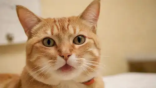 Una fotografía de colores cálidos con una cara de gatos con un termómetro insertado entre sus labios
