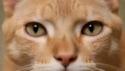 Un disparo de cerca de una cara de gatos con pupilos ligeramente dilatados, una nariz tibia y agrietada, y orejas retenidas ligeramente; rodeado de fondo borroso para enfatizar las características de los gatos; iluminación suave y natural con sombras mínimas; enfocarse en los ojos y la boca de gatos; un sentido de intimidad y vulnerabilidad