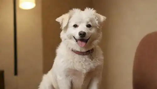 peluda perro blanco con cabello rizado, expresión facial feliz, sentado en una silla o mesa, rodeado de herramientas de aseo, iluminación suave, color de fondo caliente