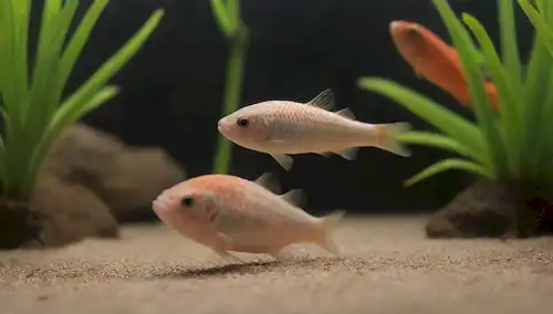 5-6 colorido Corydoras peces nadando juntos en un recipiente de acuario poco profundo y bien plantado
