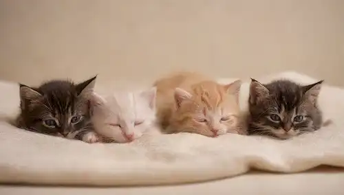 Gatitos de 4-6 semanas en una fila o enrollados en una manta suave, mama gatos pata suavemente tocando uno, luz cálida y entorno natural, sin distracciones en el fondo, expresiones juguetonas y contentas, disparo de acercamiento para resaltar textura y suavidad