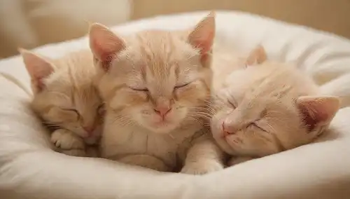 3-4 gatitos adorables, curled up together, sleeping soundly; soft focus on their small faces, with whiskers ligeramente ajar; iluminación suave para transmitir tranquilidad; textura sutil y sombras para producir realismo; paleta de color calmante con tonos cálidos beige y crema; mandíbulas gatitos entrelazadas en un símbolo de unidad y dependencia