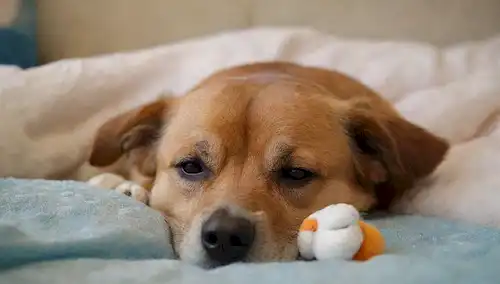 Un perro dormido con una expresión pacífica