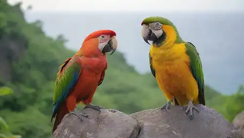 Aves tropicales de colores brillantes con plumas vibrantes, de pie sobre un afloramiento rocoso, rodeado de vegetación exuberante, cálido fondo soleado, posiblemente con un toque de océano o mar en la distancia
