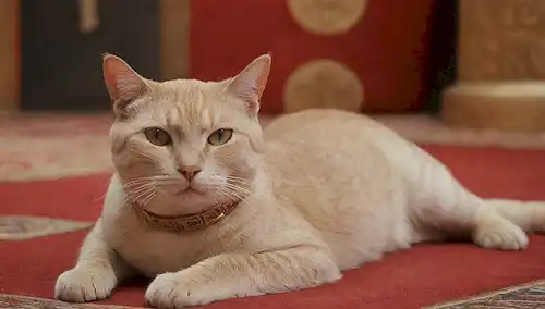 Un gato regalado con accesorios de inspiración egipcia