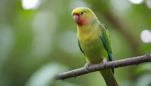 Parakeet de colores brillantes encaramado en una rama