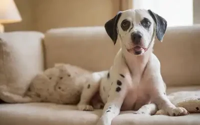 Una fotografía de tonos cálidos de un cachorro dálmata sonriente y de punta floja sentado en un sofá suave