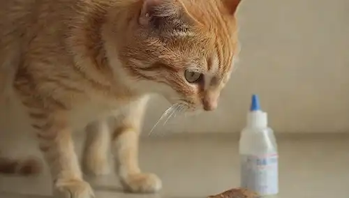 un cuerpo de gatos con pulgas y garrapatas arrastrándose sobre él, un par de tweezers arrancando uno, un cuello o pipeta cerca, una botella de aerosol en la esquina, una cacerola de polvo o un cepillo limpiando después del tratamiento, un gato lamiendo su piel, un tiro de una pulga siendo chupada, un gato sano sentado en medio de un ambiente limpio