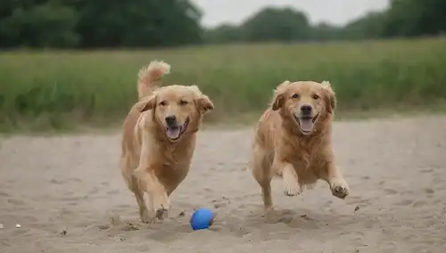 Un feliz recuperador de oro jugando al fetch, un cachorro juguetón persiguiendo una pelota, un perro corriendo en el parque con un dueño sosteniendo un frisbee, una persona tirando un palo en el agua para que su perro recuperar, un grupo de perros jugando juntos en la playa, un perro saltando sobre obstáculos durante el entrenamiento de agilidad