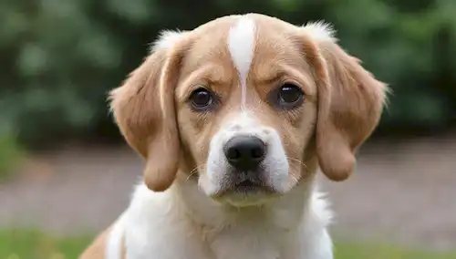 raza de perro enérgico, ojos de cachorro juguetón, textura de abrigo áspero, mandíbula fuerte, orejas flojas, cola ondulante, pose animado