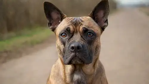 un perro poderoso con capa corta, de color marrón o brillante, cuerpo musculoso, cabeza arrugada, orejas pequeñas, ojos perforantes, jawline fuerte, y cola de onda