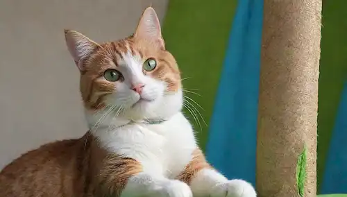 ilustración 3D gato con post de arañazo, gato juguetón pawing en tela, colores brillantes como verde y azul, textura divertida, bigotes y orejas detallada, mirada atractiva