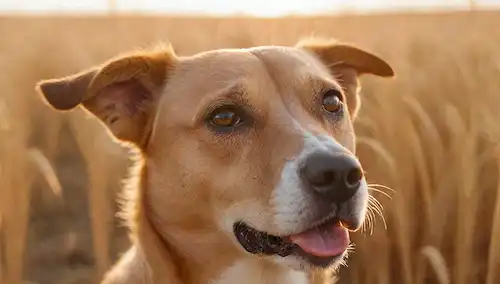 Cabeza de perros, orejas colgando, lengua y expresión confusa, con un tallo de trigo brotando desde su canal auditivo, rodeado de luz dorada, colores cálidos y enfoque suave