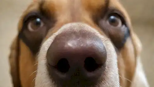 Un disparo de cerca de una nariz de perros preocupados con sus fosas nasales revueltos, rodeado de fondo borroso; la nariz está ligeramente mojada con nudo; hay gotas de sudor débil en la superficie de las narices; el área circundante está ligeramente iluminada con sombras suaves; unos pelos sueltos se pegan alrededor de las fosas nasales; el estado de ánimo general es tenso y ansioso