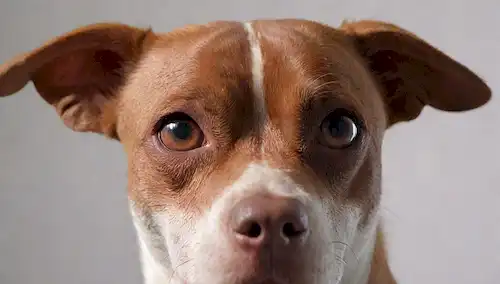 ilustración 3D de un perro con una condición de piel inflamada o irritada, con oídos hinchados y ojos, enrojecimiento y parches crujientes, contra un fondo blanco suave con sombras sutiles, transmitiendo un sentido de incomodidad y angustia