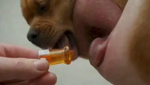 Un cierre de una oreja de perros con un canal de oído externo inflado, un tímpano rojo hinchado, y la descarga que se apaga; una pata agarra una botella de píldora o un veterinario que sostiene un frasco de prescripción