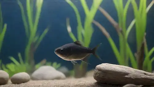 Un pez tetra negro tranquilo nadando en un tanque azul claro con plantas verdes exuberantes, rodeado de rocas y leña, con un flujo de agua suave, en un fondo de enfoque suave, mostrando un ambiente acuático saludable
