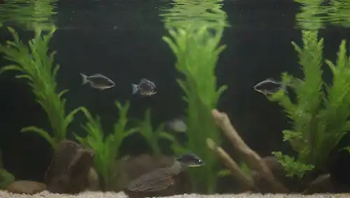 Una escuela de tetras negros transparentes nadando juntos en un tanque de acuario exuberantemente plantado, rodeado de plantas acuáticas prósperas como el musgo de Java y Anacharis, con algunas piedras y decoraciones de madera de deriva en el sustrato, y una superficie de agua tranquila que refleja el entorno circundante