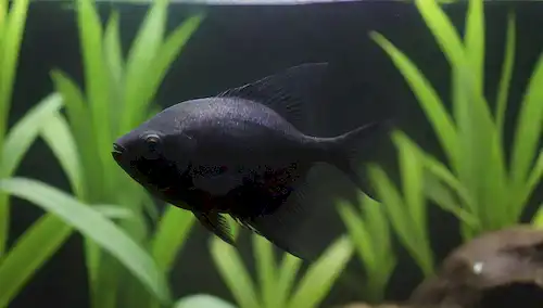 Un disparo de cerca de un tetra fantasma negro nadando en un tanque de acuario cristalino con plantas acuáticas exuberantes, enfoque suave en los peces escalas iridiscentes, luz dorada cálida reflejando fuera del agua, ondas sutiles creadas por el pez moverse lentamente a través de la escena