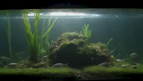 Un tanque acuático desordenado lleno de decoraciones cubiertas de algas, una sucia superficie de vidrio con manchas visibles y manchas, un desorden enredado de plantas acuáticas, unos pocos peces muertos o moribundo nadando sin rumbo entre los escombros, un sentido general del abandono y el desprecio