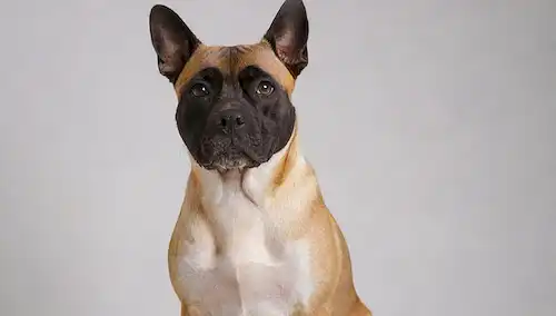 Un perro grande, elegante con un abrigo corto, ojos marrones oscuros, y una máscara negra en su cara; de pie delante de un fondo blanco claro o de color crema; una pata levantada ligeramente como si posando; la cabeza inclinada ligeramente hacia el lado para mostrar las razas características ojos en forma de almendra