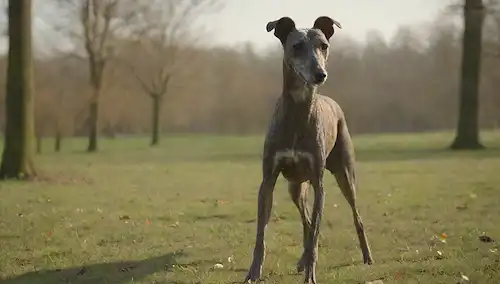 3-4 Galgos Italianos de pie o corriendo en un entorno tipo parque