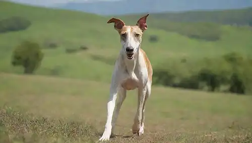 Un paisaje sereno con un galgo italiano corriendo libremente, sus patas esbeltas y largas orejas en movimiento, en medio de un telón de colinas rodantes, cielos azules y vegetación, con un toque de encanto rústico, transmitiendo un sentido de tranquilidad y majestad, enfoque suave, iluminación natural