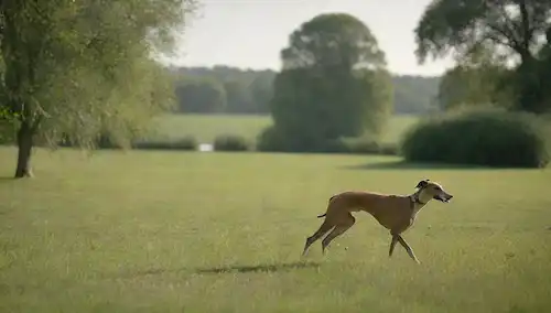Un entorno sereno, al aire libre con un perro Galgo Italiano corriendo libremente en primer plano, rodeado de exuberante césped verde, soleado cielos y árboles distantes, con un estanque tranquilo que refleja el paisaje en el fondo