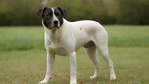 Un perro de tamaño mediano con patas cortas y un cuerpo largo, abrigo liso, abrigo blanco con manchas negras, de pie sobre hierba, orejas arriba, nariz ligeramente inclinada hacia arriba, mirada suave, postura relajada, rodeado de vegetación frondosa, luz solar cálida, y tal vez algunas hojas o flores dispersas